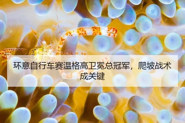 huan-yi-zi-xing-che-sai-wen-ge-gao-wei-mian-zong-guan-jun-pa-po-zhan-shu-cheng-guan-jian-3-662.jpg